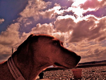 Close-up of horse against sky