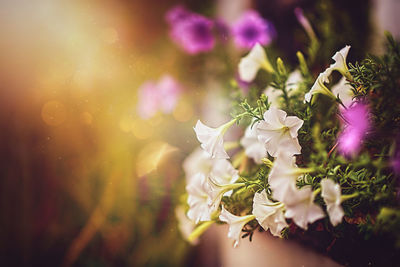 Close-up of purple flowering plant