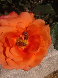 Close-up of orange flowers