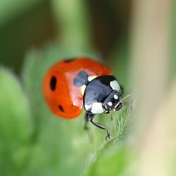 Close-up of ladybug on leaf