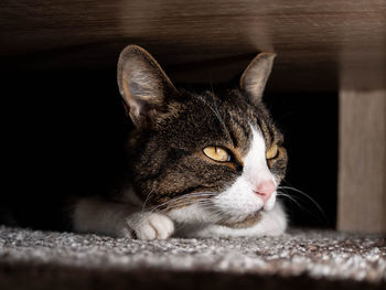 Close-up of cat resting