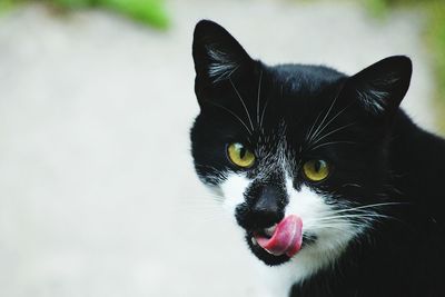 Close-up portrait of cat