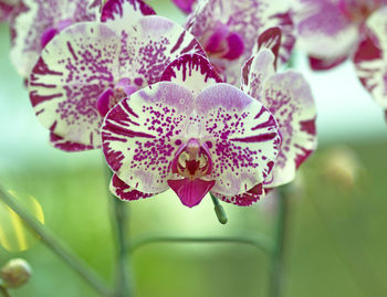 Close-up of orchids on plant