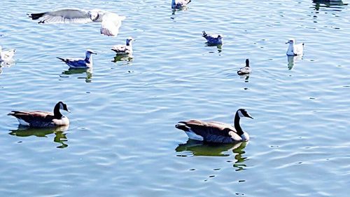 Bird in water