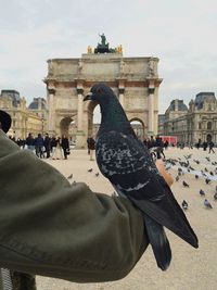 Pigeon perching on person hand at arc de triomphe du carrousel