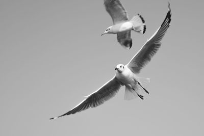 Low angle view of seagulls flying in the sky