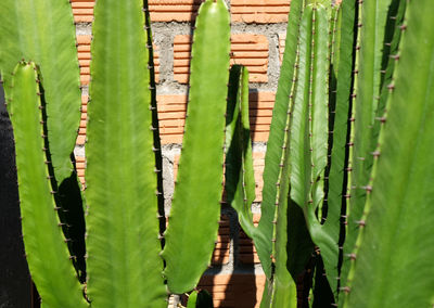 High angle view of succulent plant on field