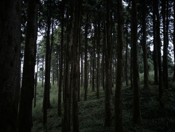 Trees in forest