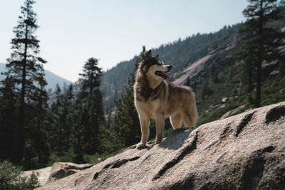 View of a horse standing on rock