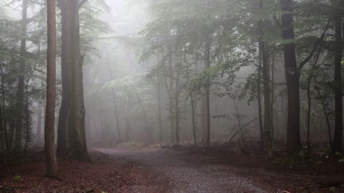 Trees in forest