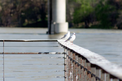 Close-up of seagull on railing