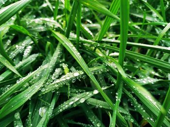 Full frame shot of wet leaves on rainy day