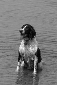 Dog looking away in lake