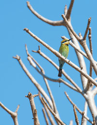 Low angle view of bird perching on tree against sky