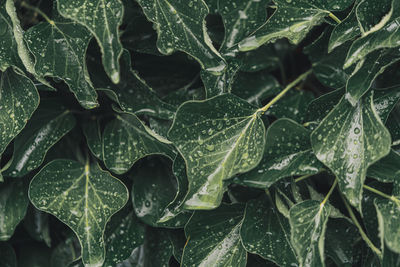 Full frame shot of wet plant leaves during rainy season