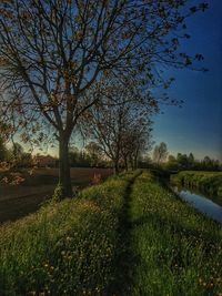 Trees on field against sky