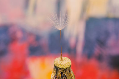 Close-up of wilted dandelion flower