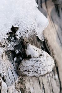 Close-up of icicles on land