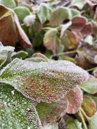 Close-up of frozen plant