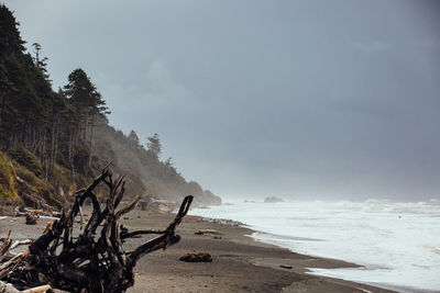 Driftwood on beach against sky