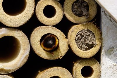 Honey bee depositing honey in honeycomb cell