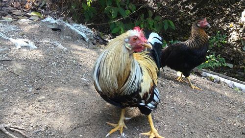 High angle view of ducks perching on ground