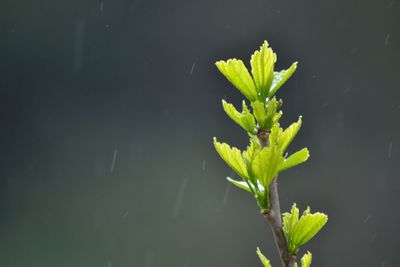 Close-up of leaves