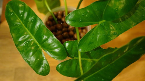 leaf