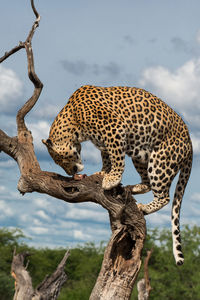 Giraffe on tree against sky