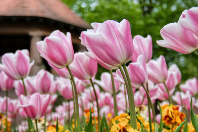 Close-up of pink flowers growing on field