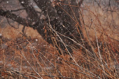 Full frame shot of snow covered plants