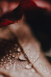 Macro shot of coffee beans