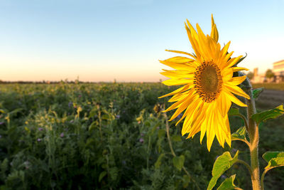 Close-up of sunflower blooming on field against sky