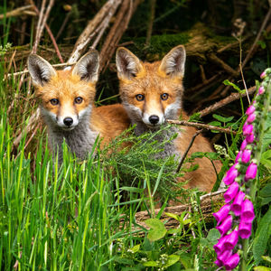 Close-up portrait of foxes amidst grass on land