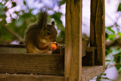 Close-up of squirrel on tree