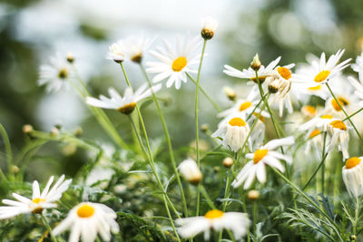 Close-up of flowers blooming in field