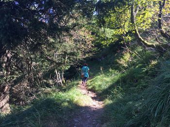 Footpath in forest