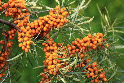Close-up of orange fruits on plant