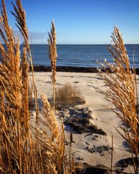 Scenic view of sea against clear blue sky