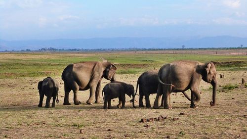 Horses on field against sky