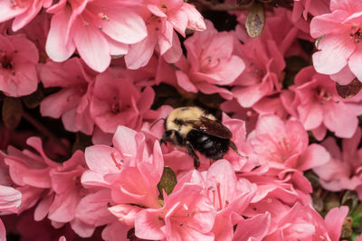 Close-up of bee pollinating on pink flower