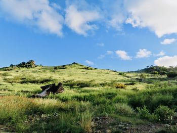 Scenic view of field against sky