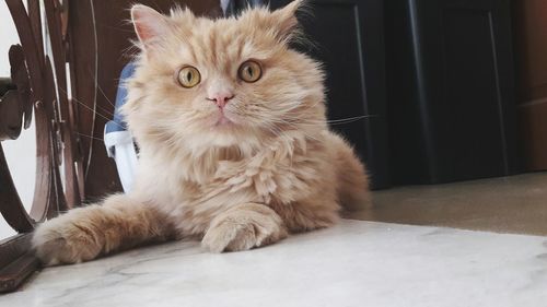 Close-up portrait of cat sitting on sofa