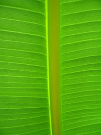 Full frame shot of green leaves