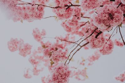 Close-up of pink cherry blossom