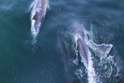 Close-up of fish swimming in sea