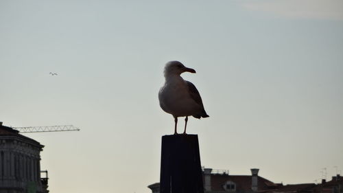 Seagull perching on building against sky