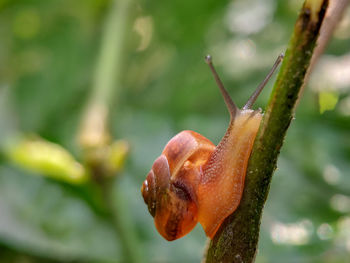 Close-up of raindrops on flower bud