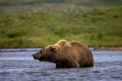 Big brown bear standing in shallow river in soft evening light