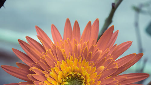 Cropped image of pink flower blooming outdoors